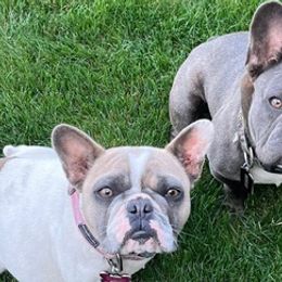 French Bulldogs from Seledkov Frenchies