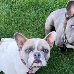 French Bulldogs from Seledkov Frenchies