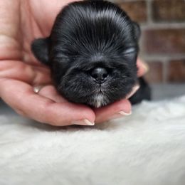 AKC BOY 2 - Black male Pekingese puppy in Maurice, Louisiana from Stephanie's Bayou Pekingese