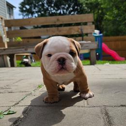 El Guapo - Red and white male Bulldog puppy in Strongsville, Ohio from Magnifique Bulldogs