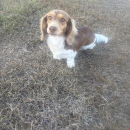 Gracie - Dachshund
