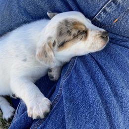 Australian Cattle Dog and Companion Cross Puppies from MX Kennel - Central MO