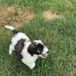 Green color - White and brown female Saint Berdoodle puppy in Batavia, Ohio from Donciedoodlesohio.com