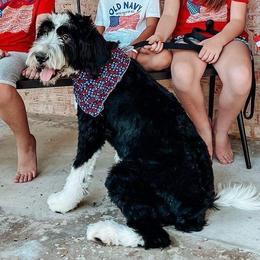 Bernedoodles and Goldendoodles from The Smith Doodle Crew