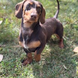 Dachshund puppies from 208 Dox Dynasty