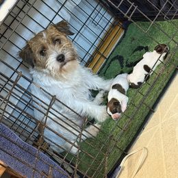 Sarge - White and tan male Russell Terrier puppy in Oklahoma from Elite Russell Terriers