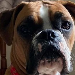 Misty - Boxer