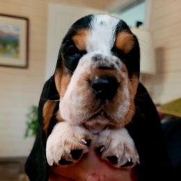 Basset Hound Puppies from Double Branch Basset Hounds