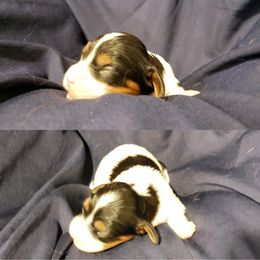 Cavalier King Charles Spaniel Puppies from Southern Edge Kennel