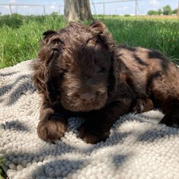 Assorted Doodle Crosses Puppies from Texas Hometown Dogs