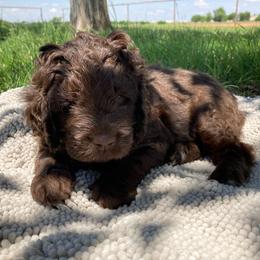Assorted Doodle Crosses Puppies from Texas Hometown Dogs