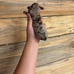 Daisy's female dapple 1 - Dapple female Dachshund puppy in Rattan, Oklahoma from Burgett’s Barnyard Dachshunds