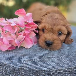 Rhett - Red male Cavapoo puppy in Decatur, Illinois from Petite Pups