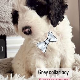 Sheepadoodle Puppies from Maplesierradoodles