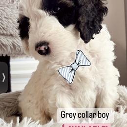 Sheepadoodle Puppies from Maplesierradoodles