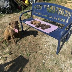 Chesapeake Bay Retriever Puppies from Soap Stone Ridge