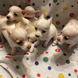 Chihuahua Puppies from Pittsburgh Paw Prints