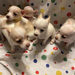 Chihuahua Puppies from Pittsburgh Paw Prints