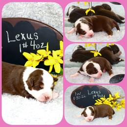Girl 2 - Red tri female Toy Australian Shepherd puppy in Levelland, Texas from Once Upon a Time Aussies