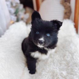 Lindt - Black and white male Pomsky puppy in Cleveland, Ohio from Lake Point Pomskies