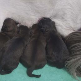 Scarlett - Red female Shih Tzu puppy in Waynesboro, Pennsylvania from Big Win Shih Tzus