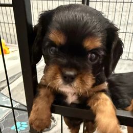 Boomer (brown collar) - Black and tan male Cavalier King Charles Spaniel puppy in Ocala, Florida from Ray of Sunshine Spaniels LLC