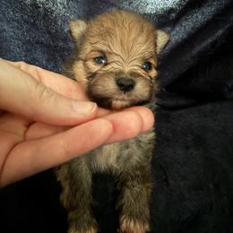 Titan - Orange sable male Pomeranian puppy in Waterloo, Indiana from Garcias Pomeranian