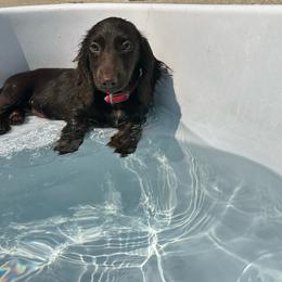 Maybel - Dachshund