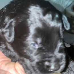 'Graysen' -Pink collar - Black male Giant Schnauzer puppy in Atoka, Oklahoma from Hannah's Haus & Farm