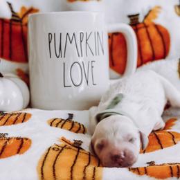 “Hank” Williams Jr. - Cream Goldendoodle puppy in Pine Bluff, Arkansas from Maizey Jane’s Doodles