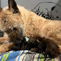 Puppy boy number 1 with red callor - Red sable Belgian Laekenois puppy in Ball Ground, Georgia from COSWALD  BELGIAN  LAEKENOIS
