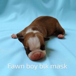 Fawn Boston male with blk mask - Red male Boston Terrier puppy in Salisbury, North Carolina from P3 Boston Terriers in NC