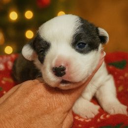 Nutmeg - Brindle and white female Cardigan Welsh Corgi puppy in Kerens, West Virginia from Leather & Lace