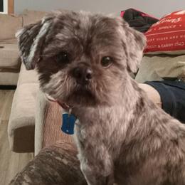 Ember - Shih Tzu