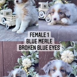 Australian Shepherd Puppies from Cricket Flat Kennel