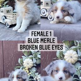 Australian Shepherd Puppies from Cricket Flat Kennel