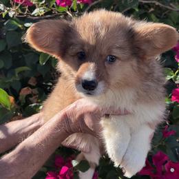 Doll 2 fluffy - Fawn female Pembroke Welsh Corgi puppy in Huntington Beach, California from Gingerbread