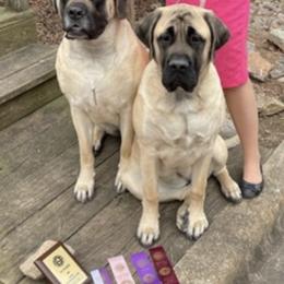 Mastiffs from Hooligan Mastiffs