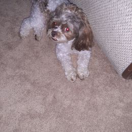 Gizmo - Shihpoo