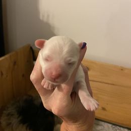 Pixie - White female Coton de Tulear puppy in Sandy, Utah from Abbie's Cotons