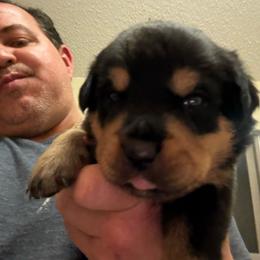 Orange girl - Black and mahogany female Rottweiler puppy in Colorado Springs, Colorado from Von Locher Rotties
