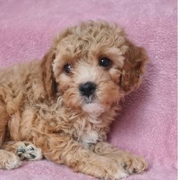 Cavapoo puppies from Sharyland Pets