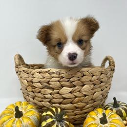 Fiona (sable bluie fluffy) - Sable female Pembroke Welsh Corgi puppy in Waco, Texas from The Comma Corgis