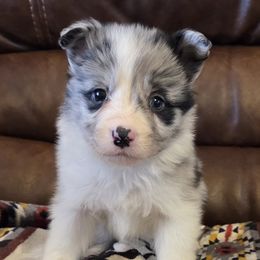 Girl 4 - Blue merle female Border Collie puppy in Newalla, Oklahoma from Roughstock Border Collies and Dachshunds