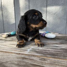 Mariah - Black and tan female Dachshund puppy in Wesley Chapel, Florida from Russell Lee Overton