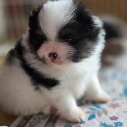 AKC Mason Black Tri color Parti - Black and tan parti male Pomeranian puppy in Gloversville, New York from ADKPOM Adirondack Pomeranians