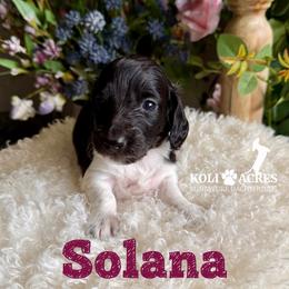 Solana - Black and tan female Dachshund puppy in Kemp, Texas from Koli Acres