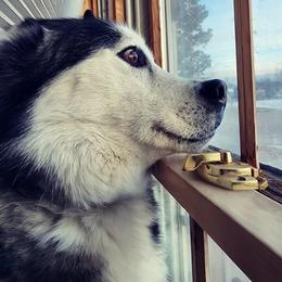 Siberian Huskies from All You Neeb is Love