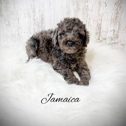 Jamaica - Merle female Goldendoodle puppy in from Pink Poodles and Doodles