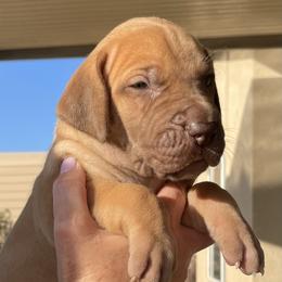 Great Dane Puppies from Oak Bend Danes
